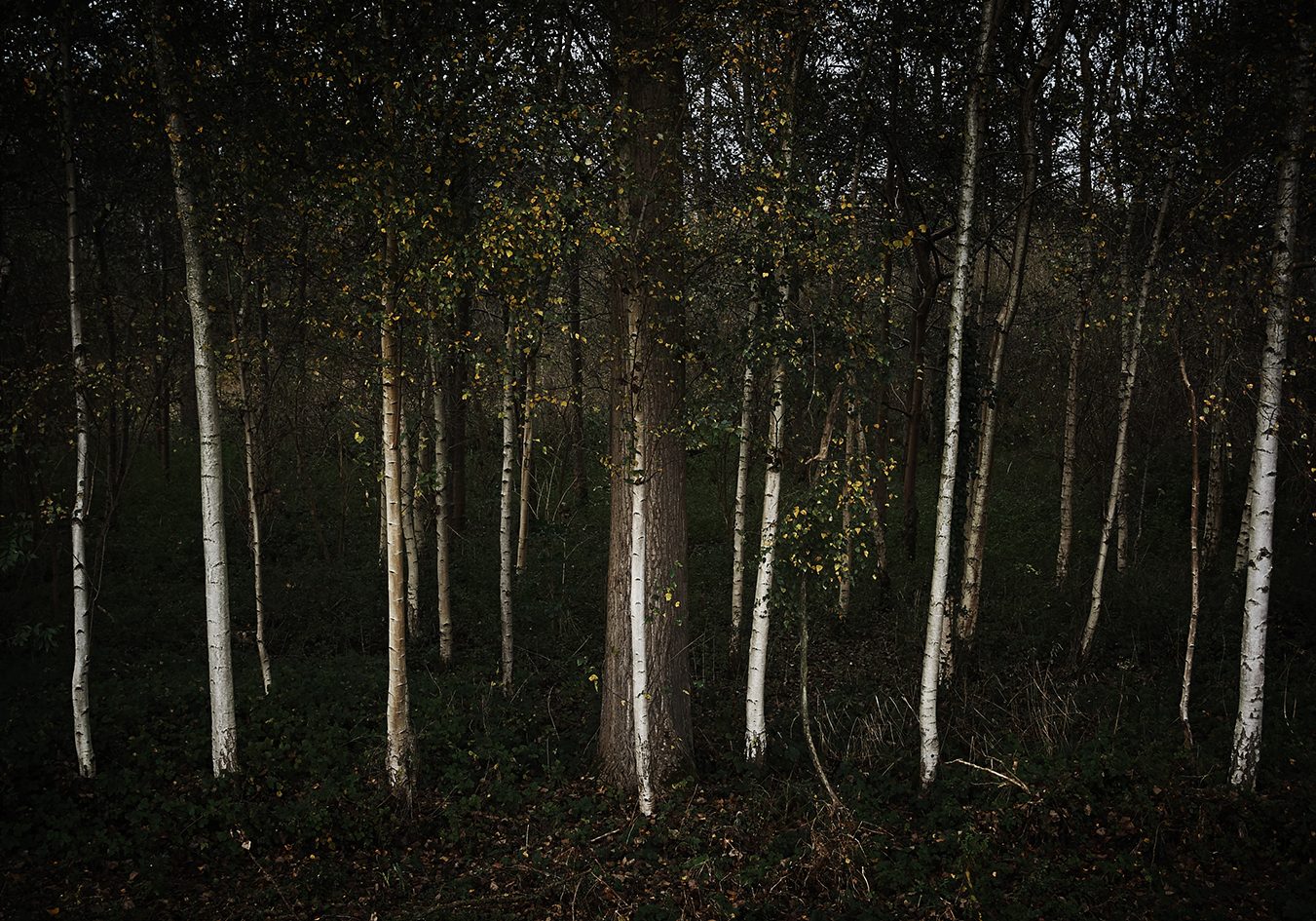 141103 011 B web 141103 011 B web